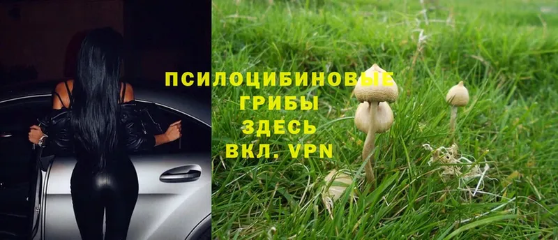 Псилоцибиновые грибы Cubensis  где купить   Арск 